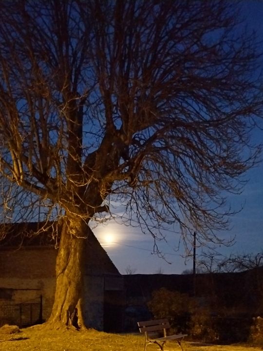 Le Marronnier Le Marronnier