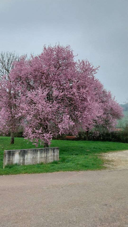 Petit air de printemps Petit air de printemps
