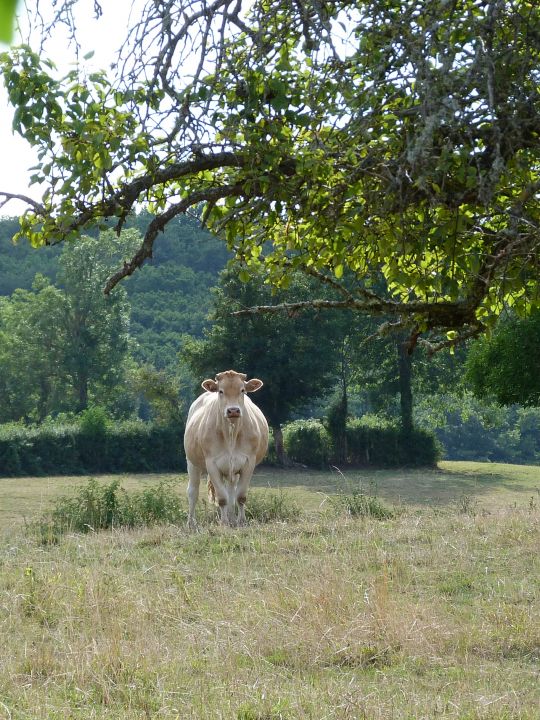 Cormaillon Cormaillon