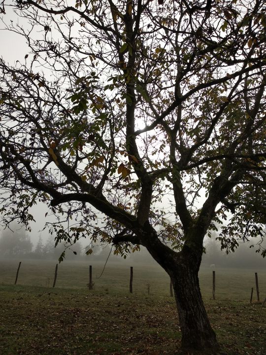 Matinée d'automne aux grandes forges Matinée d'automne aux grandes forges