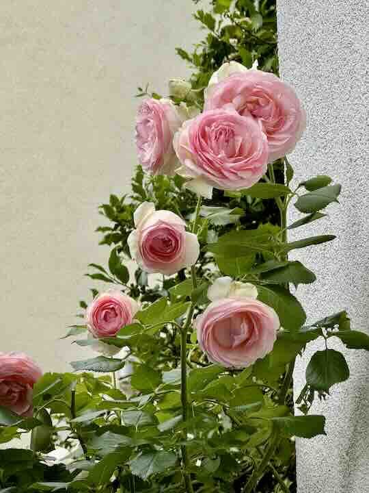 Le rosier P. de Ronsard Le rosier P. de Ronsard