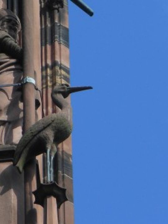 La cigogne du bestiare de la cathédrale Notre-Dame à Strasbourg La cigogne du bestiare de la cathédrale Notre-Dame à Strasbourg